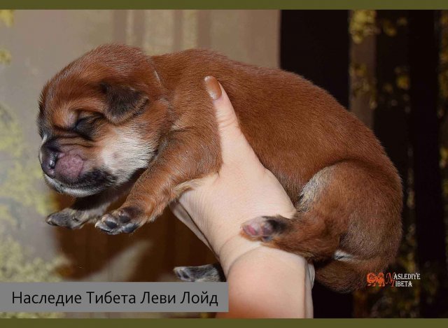 Щенки от пары Брайн х Ютера